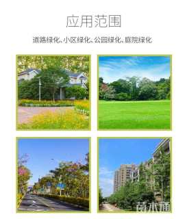 4公分紫叶李