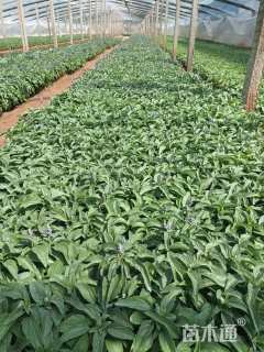 高度20厘米鼠尾草