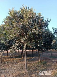 11公分大叶女贞