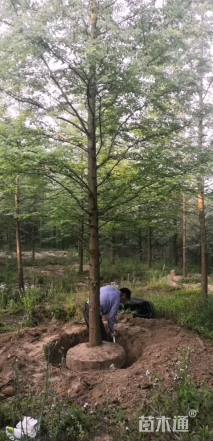 14公分水杉