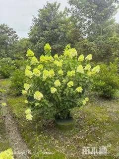 高度50厘米八仙花