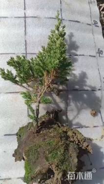 高度20厘米铺地柏