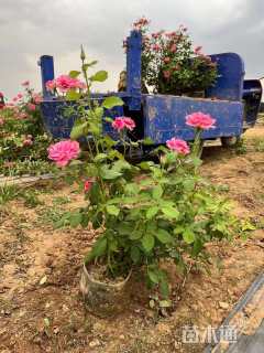 高度35厘米大花香水月季