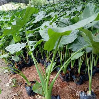 高度50厘米海芋