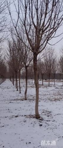 11公分流苏树