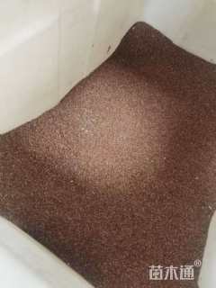 草莓种子草莓种子