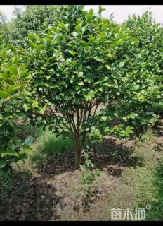 高度250厘米茶花