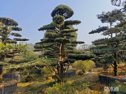 移栽苗造型罗汉松