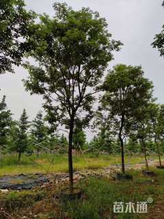 11公分黄花风铃木