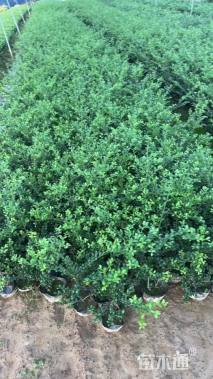 高度40厘米龟甲冬青