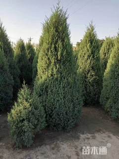 高度200厘米蜀桧