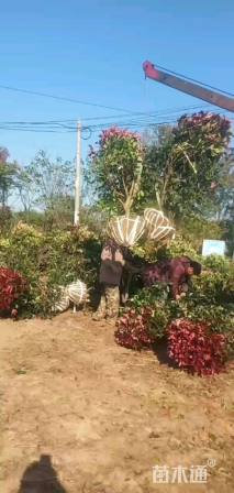 冠幅80厘米红叶石楠球