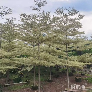 8公分锦叶榄仁