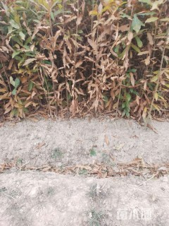 柞树