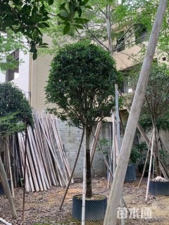 10公分桂花