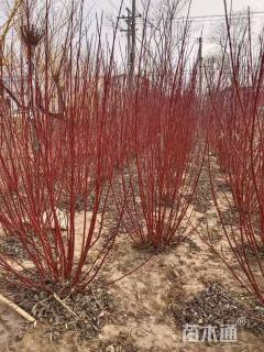 高度100厘米红瑞木