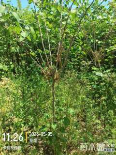 高度150厘米紫荆