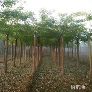8公分金叶槐