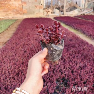 高度12厘米胭脂红景天