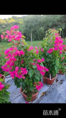 高度80厘米红花三角梅