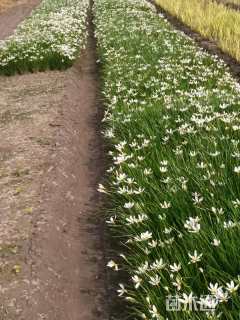 高度30厘米葱兰