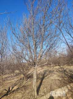 18公分八棱海棠