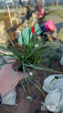 高度10厘米玉龙草