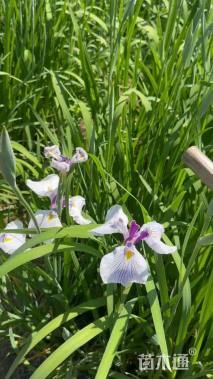 高度60厘米花菖蒲