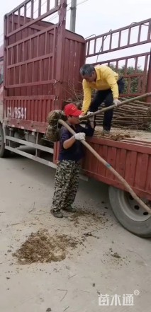 4公分乌桕