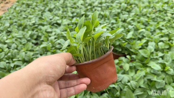 高度10厘米松果菊