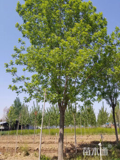 15公分白蜡