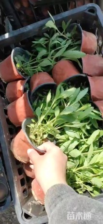 高度26厘米马鞭草