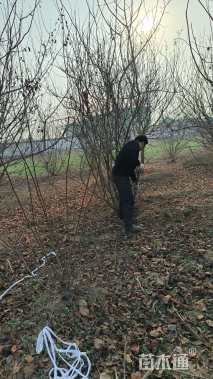 高度300厘米丛生紫薇