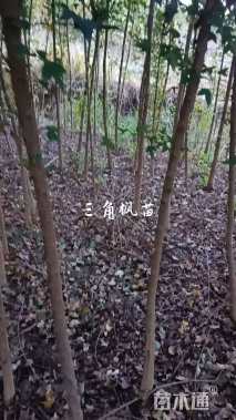 2公分三角枫