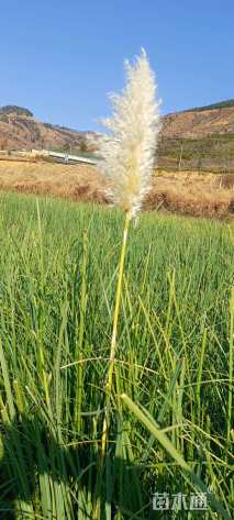高度50厘米蒲苇