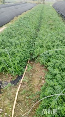 高度35厘米云南黄馨