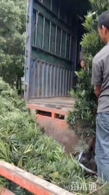 5公分罗汉松