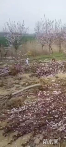 12公分美人梅