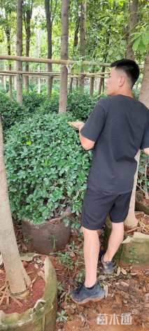 冠幅120厘米大叶黄杨球