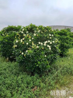 高度150厘米非洲茉莉