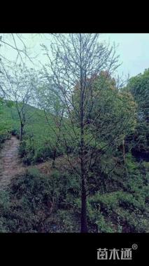 15公分水杉