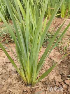 高度30厘米黄菖蒲