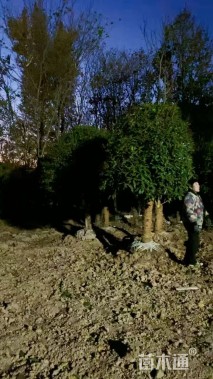 高度200厘米丛生桂花