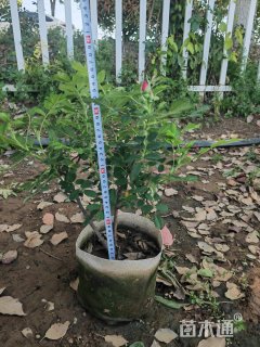 高度35厘米四季玫瑰