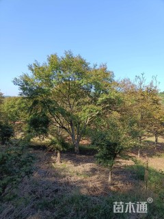 28公分鸡爪槭