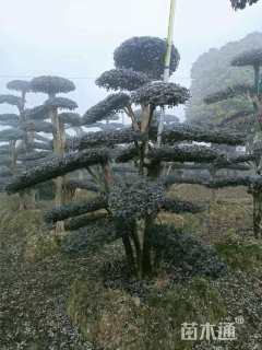 高度2000厘米红花继木