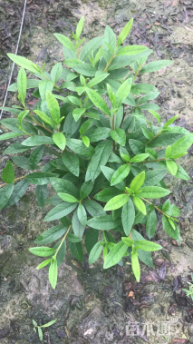 高度100厘米毛鹃