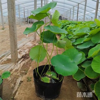 高度90厘米荷花