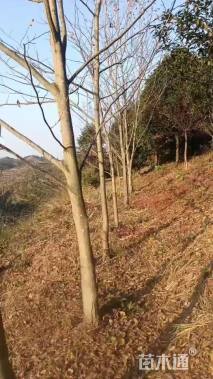 1公分青钱柳
