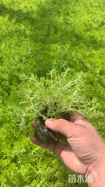高度20厘米金叶佛甲草